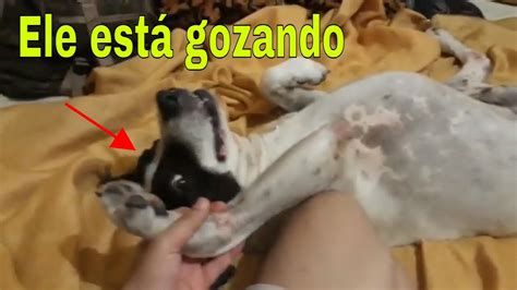 gozando na buceta da cachorra|Homem dotado comeu a cachorra e gozou dentro